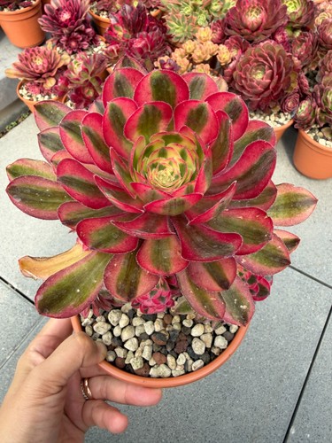 Aeonium pink chanel - aeonium,