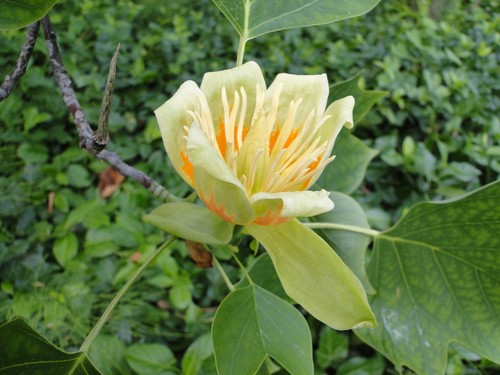 Liriodendron tulipifera