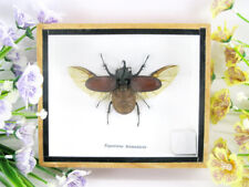 Eupatorus birmanicus - Birma