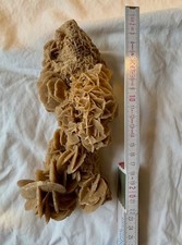 Beeindruckend große Sandrose, Wüstenrose Nordafrika Sahara