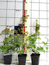 Viburnum plicatum "Pink