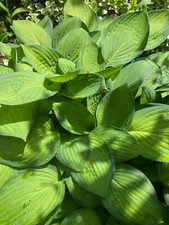 Pflanze/Blume/Staude Funkie grün