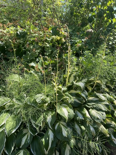 Hosta undulata 1 - hosta,