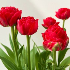 Tulpe rot