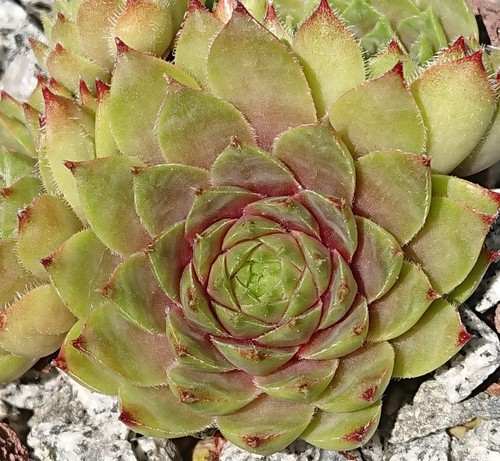 Sempervivum beetlejuice 1 - "beetlejuice",