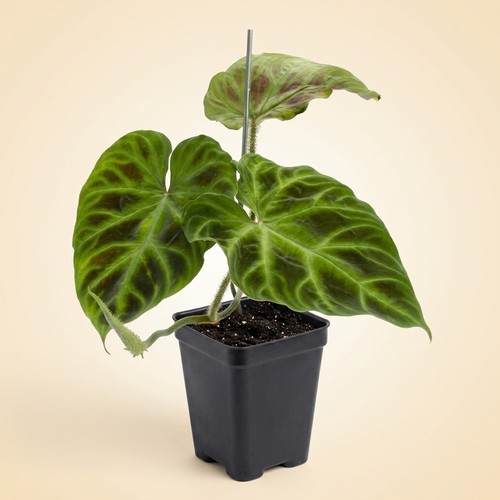 Philodendron verrucosum plant - philodendron,