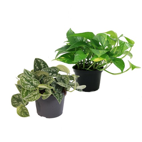 Set aus verschiedenen - aus, 2
