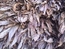 Tabakblätter ''Burley"MADE IN