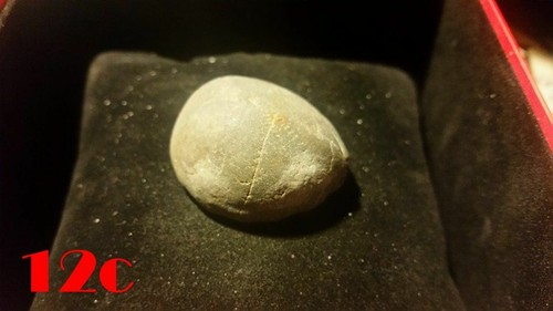 Seeigel versteinert - seeigel,