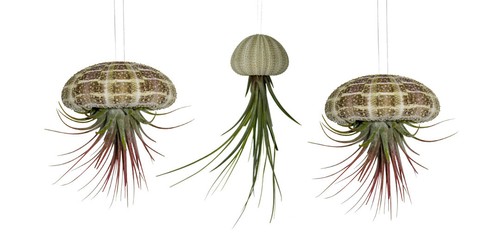 Seeigel gehäuse mit - seeigel,