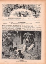 Bernhardiner Hund Welpen - 1892 - Historisches Dekoratives Titelblatt ~22x31cm