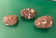 Sternberger Gestein 3 Steine mit vielen Fossilien von Schnecken und Muscheln