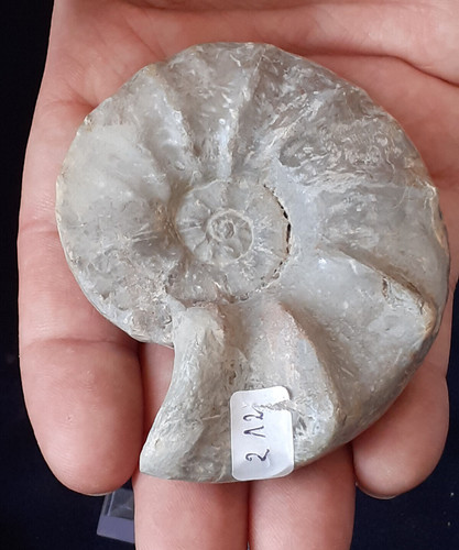 Ammonit ceratites - ammonit,