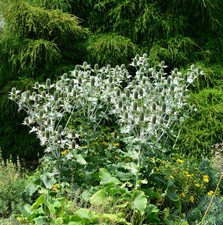 Elfenbeindistel Miss Willmotts