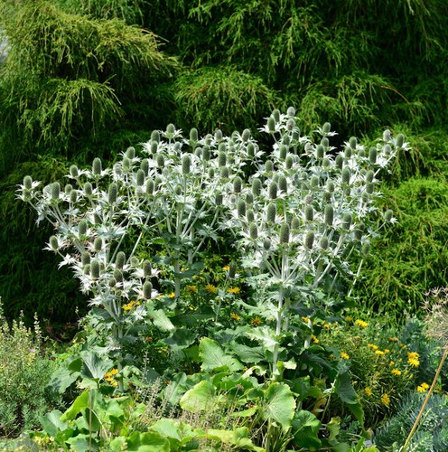 Elfenbeindistel miss willmotts - miss,