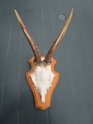 Trophäe rehgehörn rehbock - rehgehörn,
