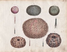 Seeigel see urchin Meerestier sea animal original Aquarell watercolor drawing
