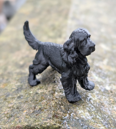 Schwarzer cocker spaniel - cocker,
