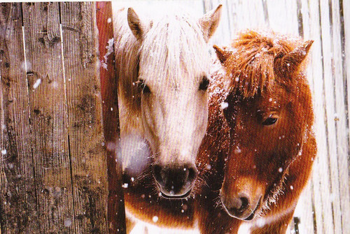 Wildlife zoo postkarte - wildlife,
