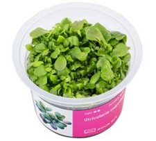 Fleischfressende Pflanze