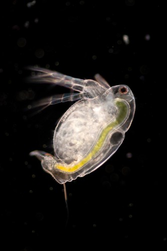 Japanischer moina macrocopa - japanischer,