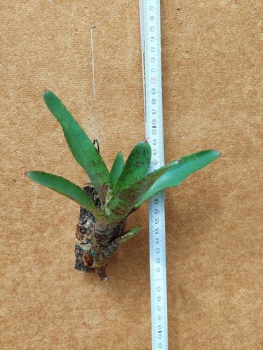Neoregelia red lips - neoregelia,