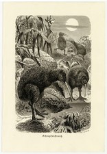 Kiwi Schnepfenstrauß an