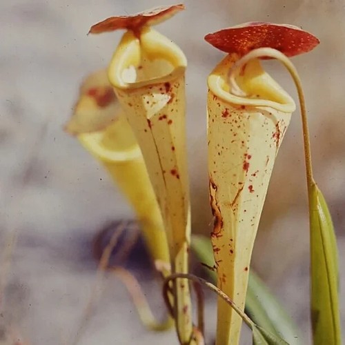 Sale2035 nepenthes - sale2035,