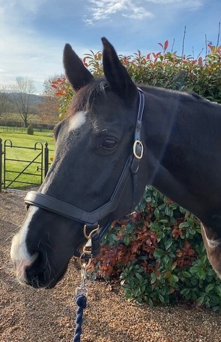 Horseware rambo micklem - rambo,