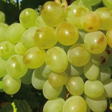 Weinrebe 1704 - weinrebe,