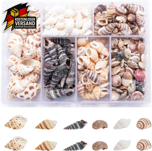 Kleine muscheln zum basteln - kleine,