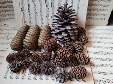 Herbst Dekoration DIY Riesen Zapfen Tanne Mammutbaum Kiefer Fichte Pinie Kranz