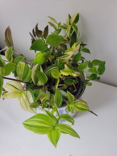 Tradescantia yellow hill - 2×tradescantia,