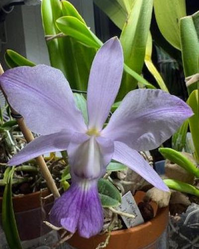 Orchideen cattleya walkeriana - orchideen,,