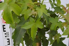 Liquidambar styraciflua Gumball - Zwerg-Kugelamberbaum - Hochstamm 60