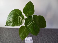 Kaffee,Tamarillo,Kumquat und japanische Weinbeere 