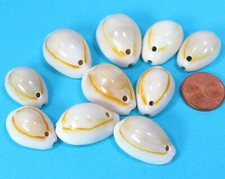 10 echte helle Kauri Muscheln