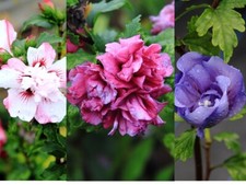 Hibiskus syriacus Pflanze