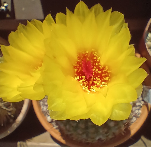 Kaktus notocactus tabularis - notocactus,