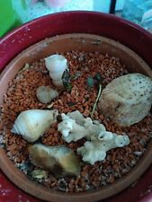 Deko Muscheln & Steine für Garten und Pflanzen