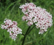 SAMEN Balkon Blumen-Beet BALDRIAN-KRAUT Gartenpflanzen-Samen Wintergarten