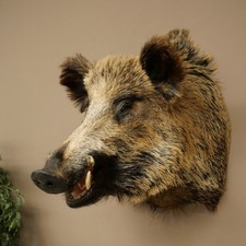 Wildschwein Europäischer