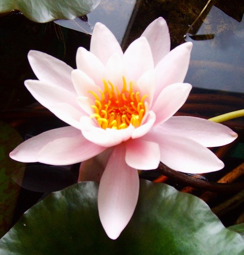 Nymphaea - (◕‿◕)\@,