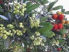 Winterharte - 2,