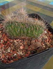 RARITÄT Echinocereus coccineus cristata RARITÄT Kaktus -28°C Winterhart Kakteen
