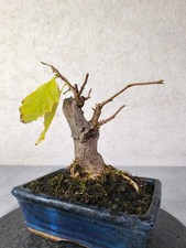 Haselnuss Bonsai - Corylis