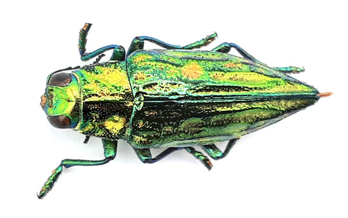 Buprestidae chrysodema sp - chrysodema,