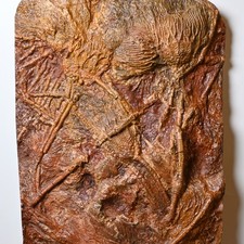 Crinoide Fossil Scyphocrinites