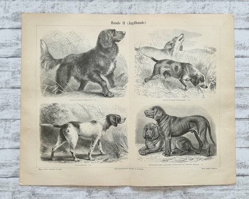 Jagdhunde schweißhund - jagdhunde,