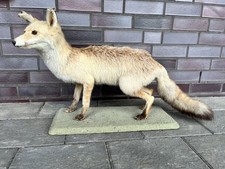 Fuchs rotfuchs ausgestopft - rotfuchs,